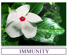 Herbs for Immune Enhancement